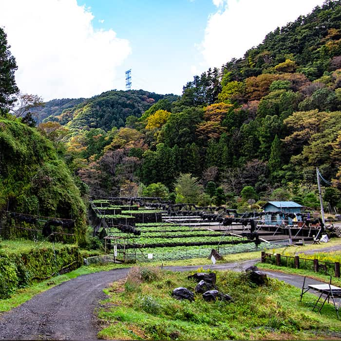 wasabi farm tour tokyo